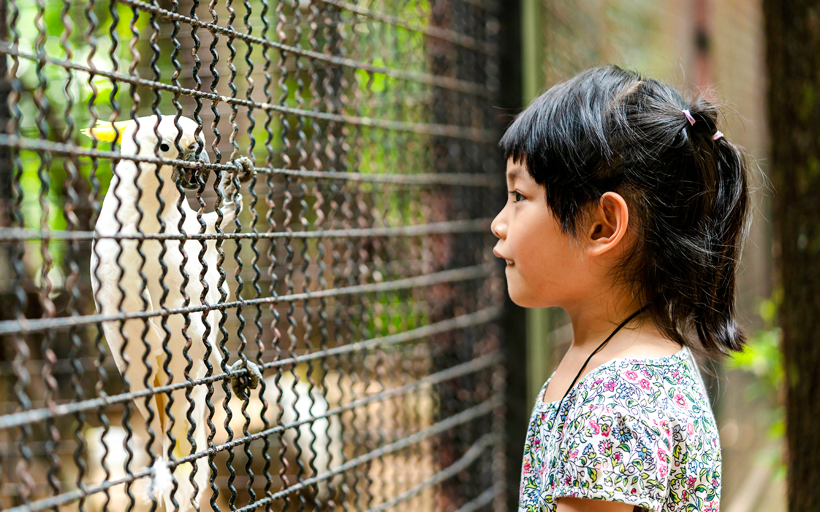 Girl observing a cockatoo at a zoo exhibit.