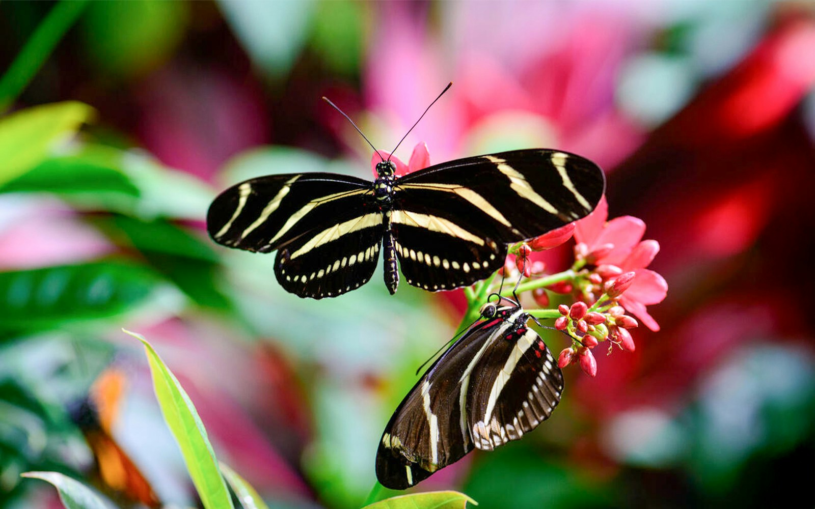 Two zebra longwings near flowers in Davis Family Butterfly Vivarium, American Museum of Natural History.