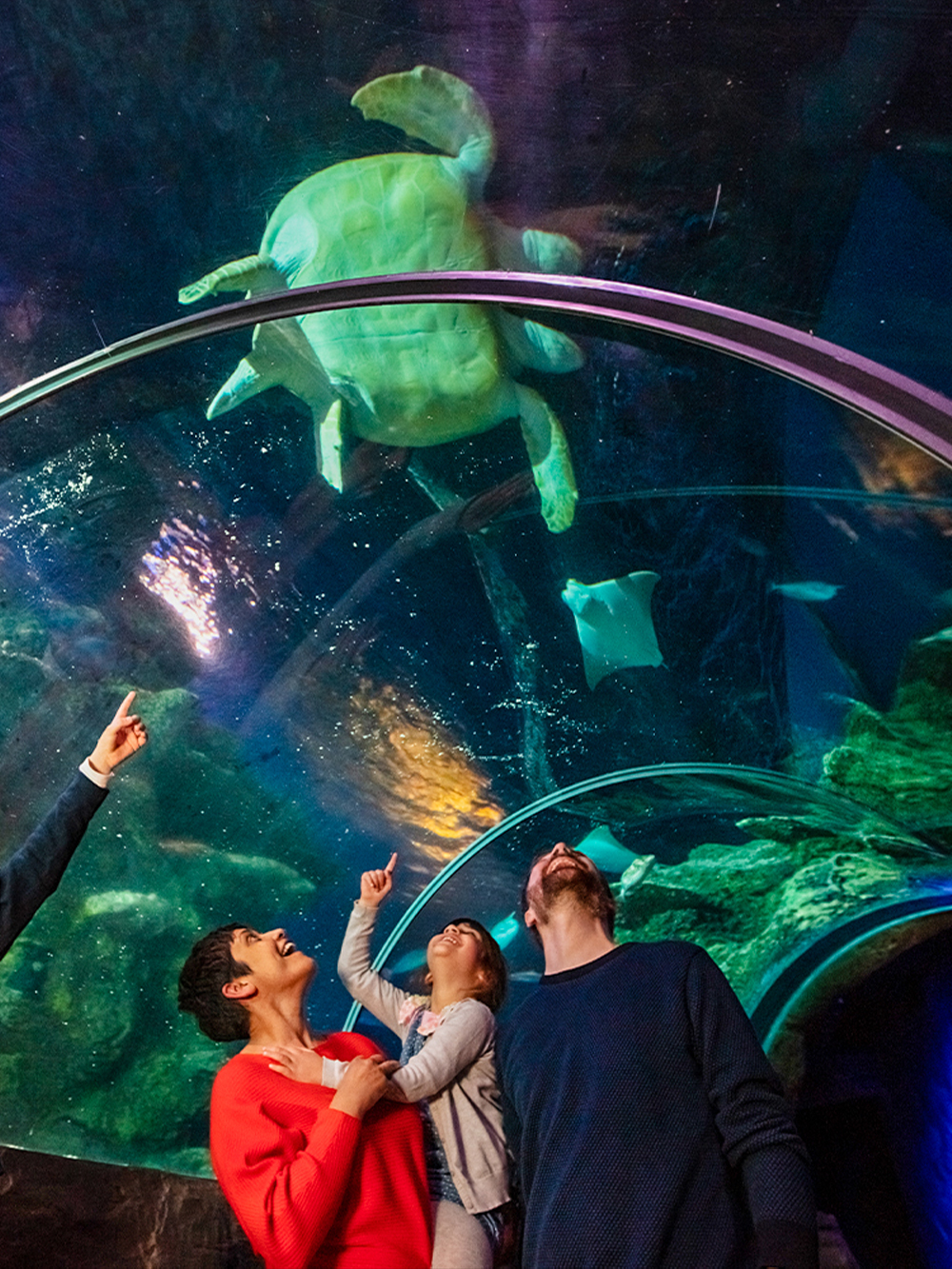 Visitors observing a sea turtle in the tunnel at SEA Life London.