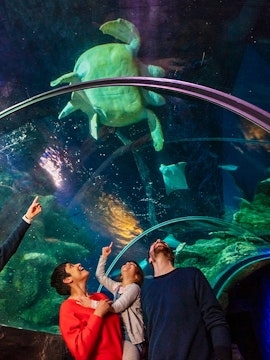 Visitors observing a sea turtle in the tunnel at SEA Life London.
