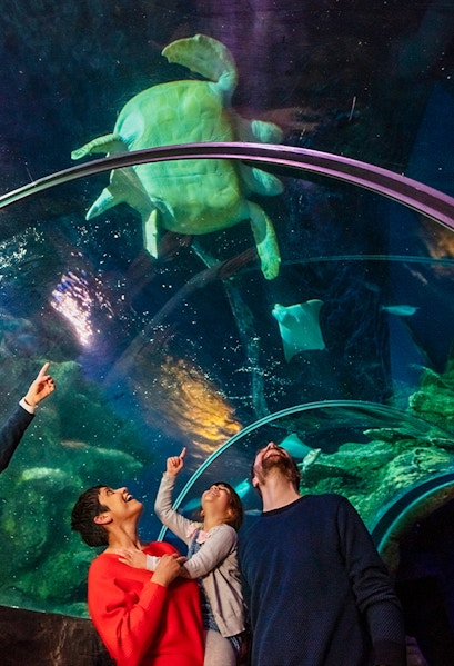 Visitors observing a sea turtle in the tunnel at SEA Life London.