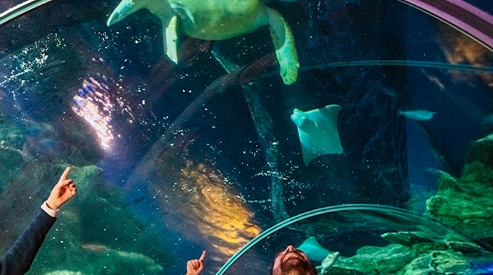 Visitors observing a sea turtle in the tunnel at SEA Life London.
