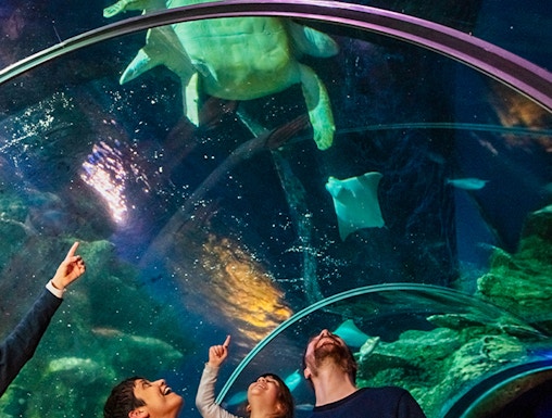 Visitors observing a sea turtle in the tunnel at SEA Life London.