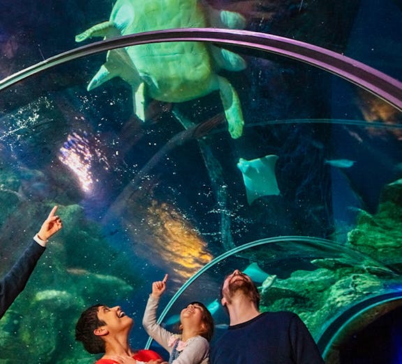 Visitors observing a sea turtle in the tunnel at SEA Life London.