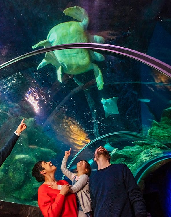 Visitors observing a sea turtle in the tunnel at SEA Life London.