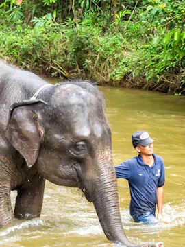 Elephant bathing with a guide at Kuala Gandah National Elephant Conservation Centre.