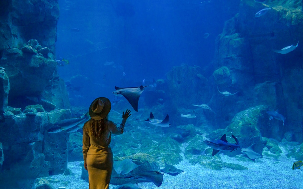 Visitor observing marine life at Istanbul Aquarium.