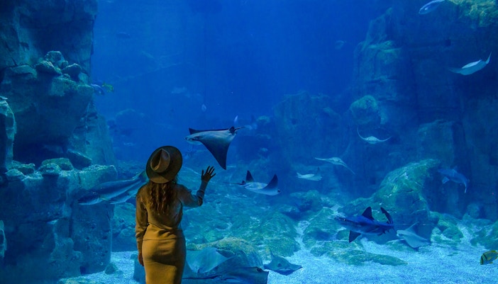 A young woman touches a stingray fish in an oceanarium tunnel