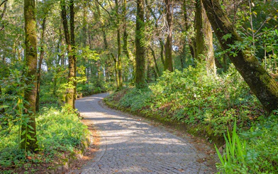 Pathway through lush forest near Pena Palace, Sintra, Portugal, part of Combo: Quinta da Regaleira + Pena Palace Tickets.