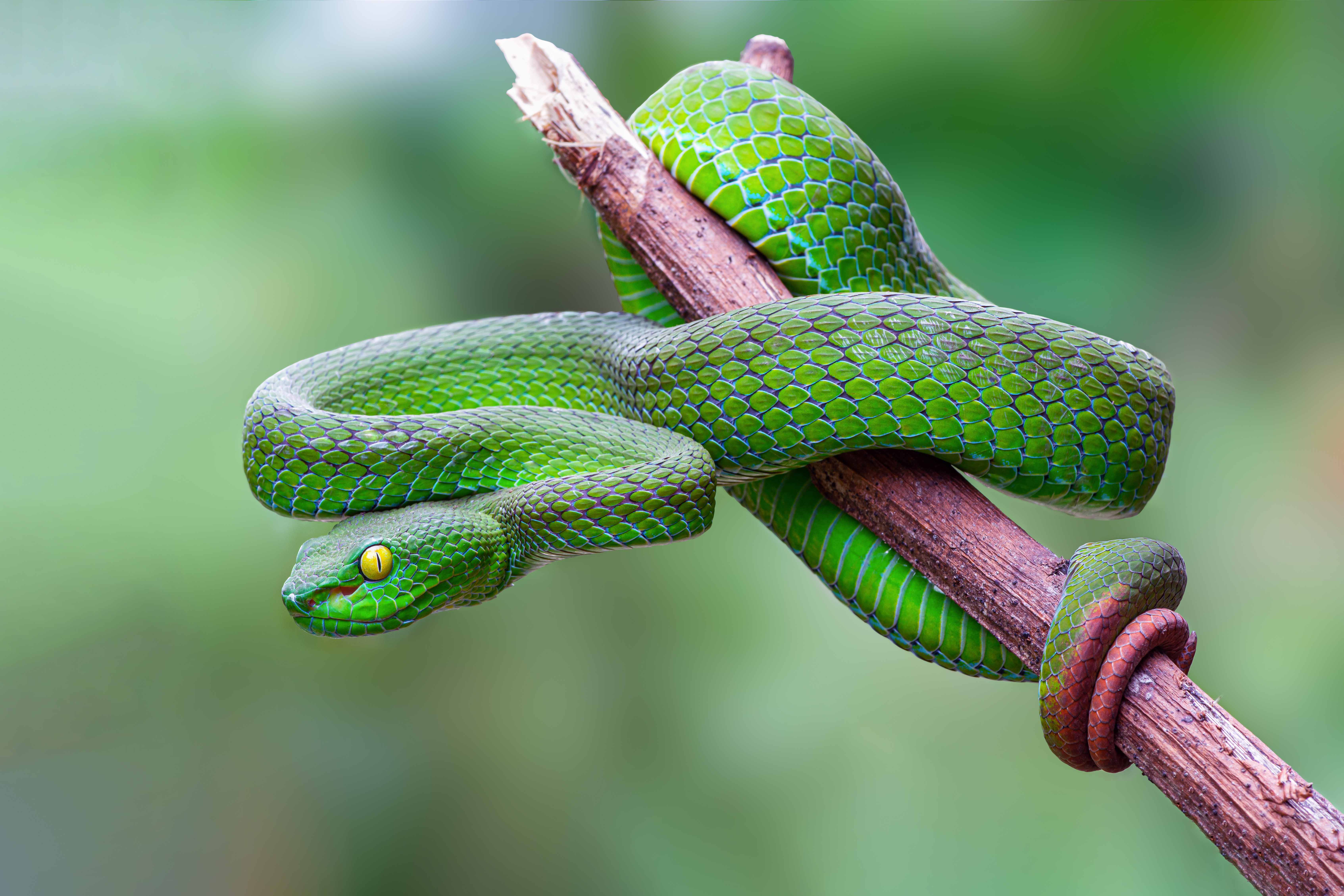 Snakes coiled on a branch in a tropical rainforest, showcasing diverse species in their natural habitat.