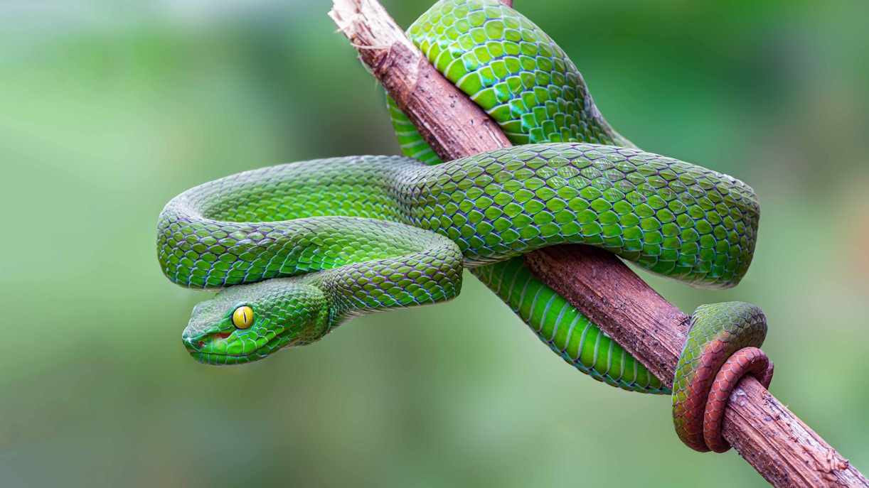 Snakes coiled on a branch in a tropical rainforest, showcasing diverse species in their natural habitat.