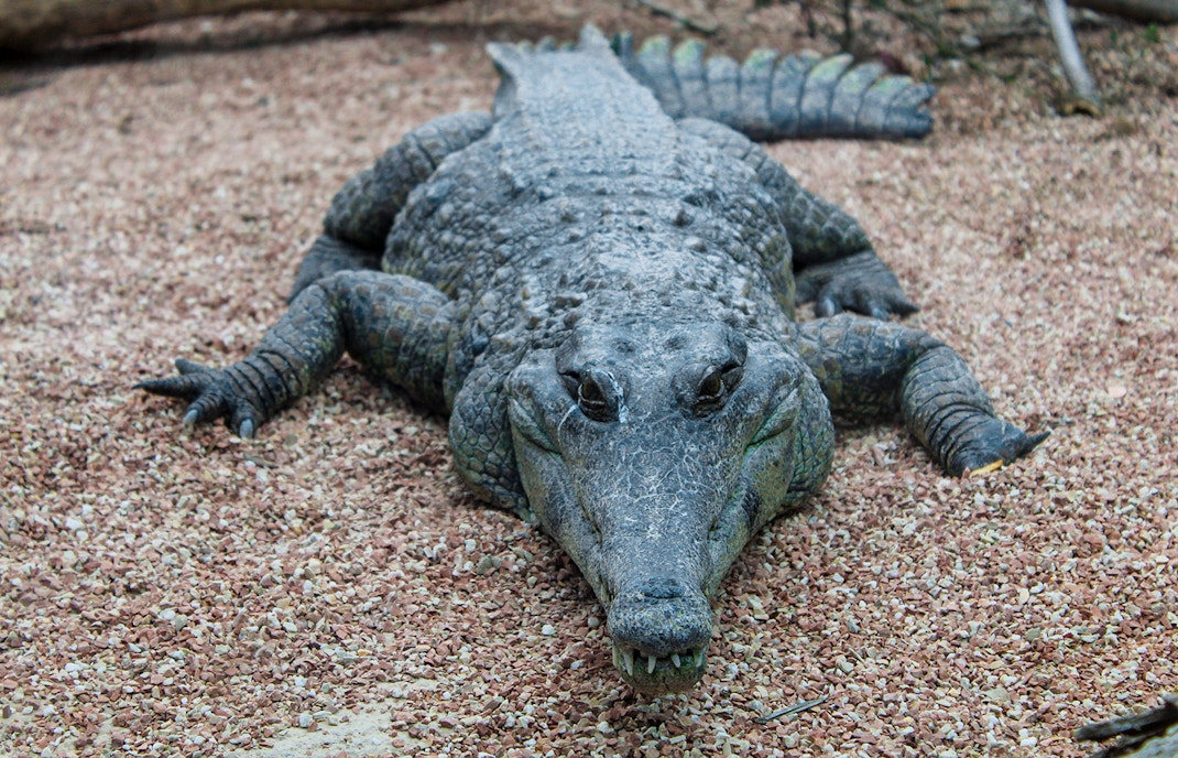 Oceanografic Valencia - Crocodile Preserve