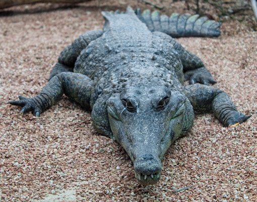 Crocodile resting on gravel at Oceanografic Valencia Crocodile Preserve.
