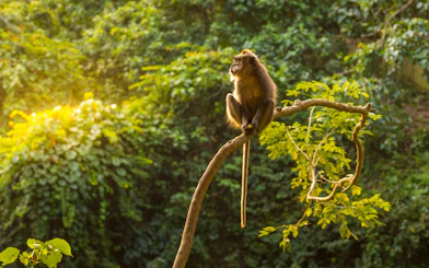 Monkey sitting on a tree branch in a lush forest.