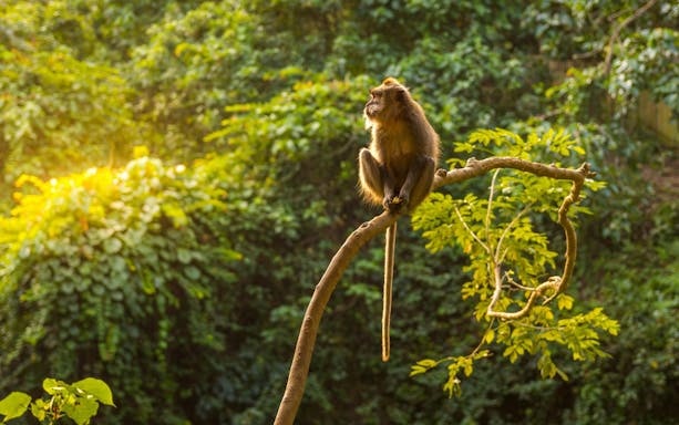 Monkey sitting on a tree branch in a lush forest.