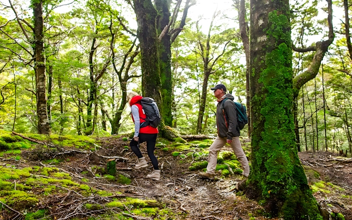Hikers walking through lush forest on Milford Sound trail.