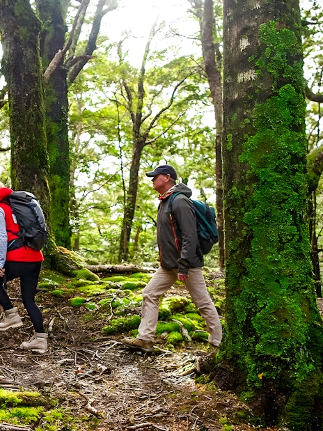 Hikers walking through lush forest on Milford Sound trail.