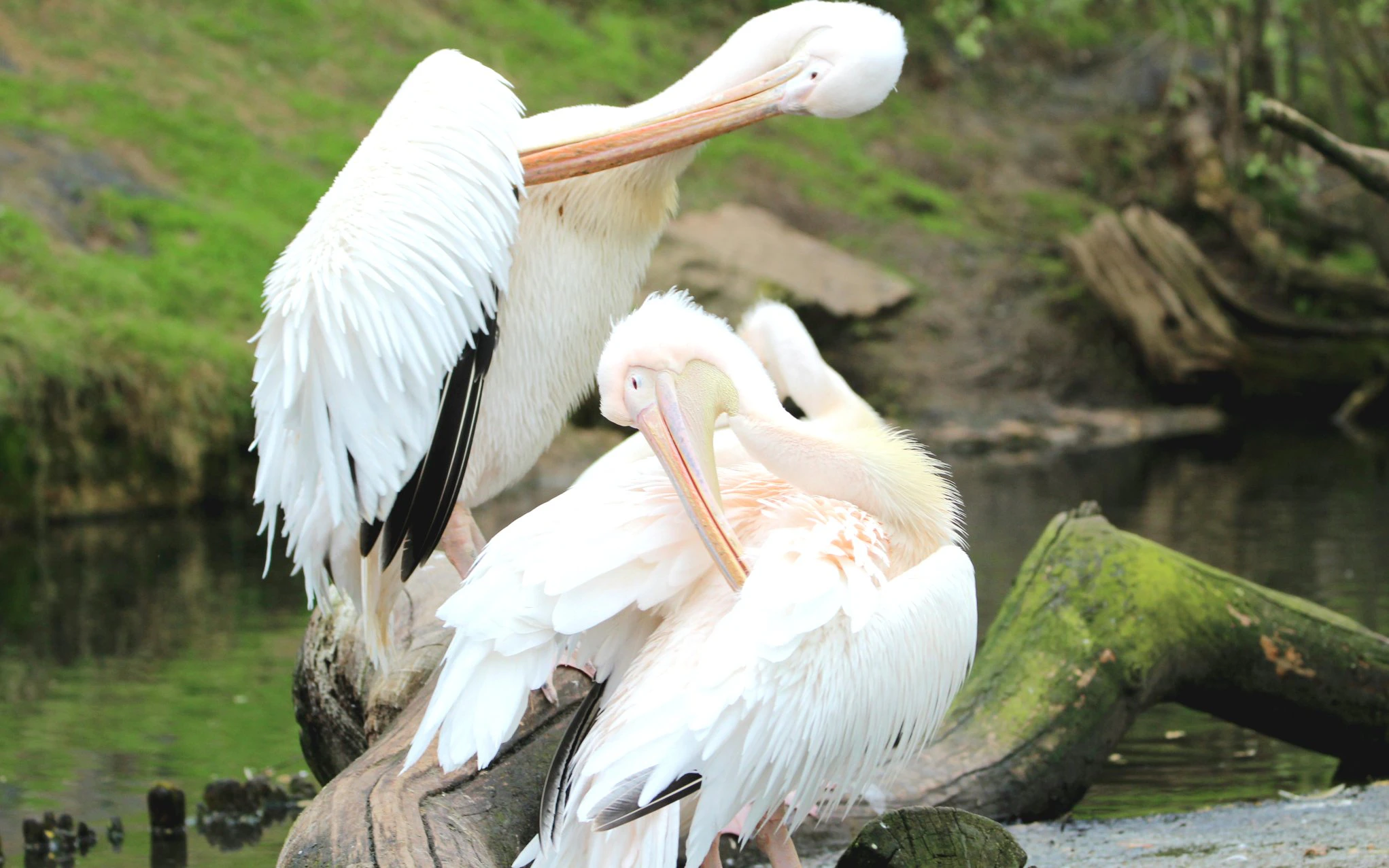 Pelicans preening by a pond at Bali Bird Park.