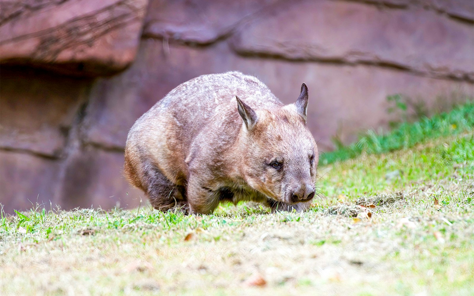 Wombat grazing in Kuranda Rainforest, Australia.