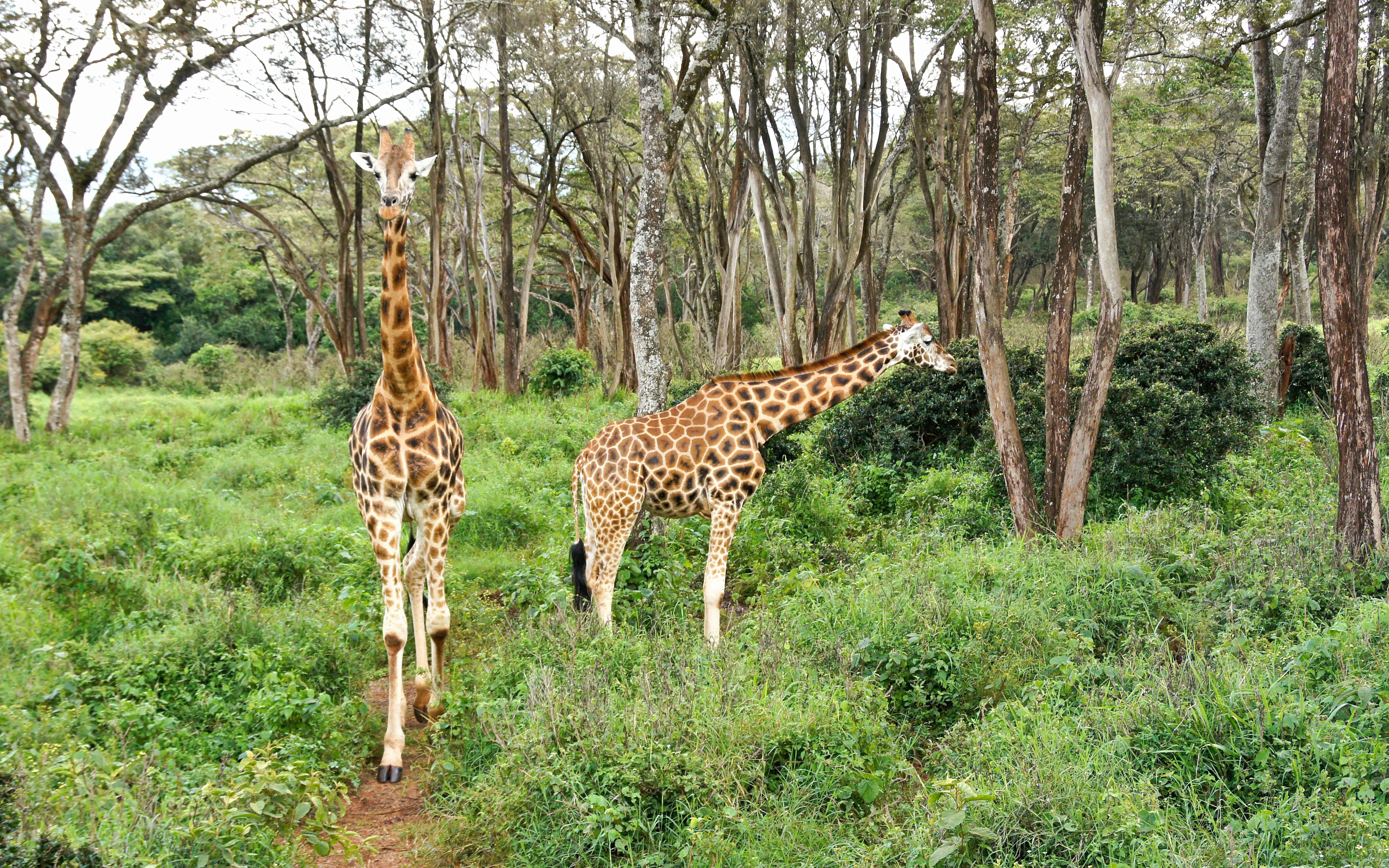 Rothschild's giraffes in Nairobi forest setting.