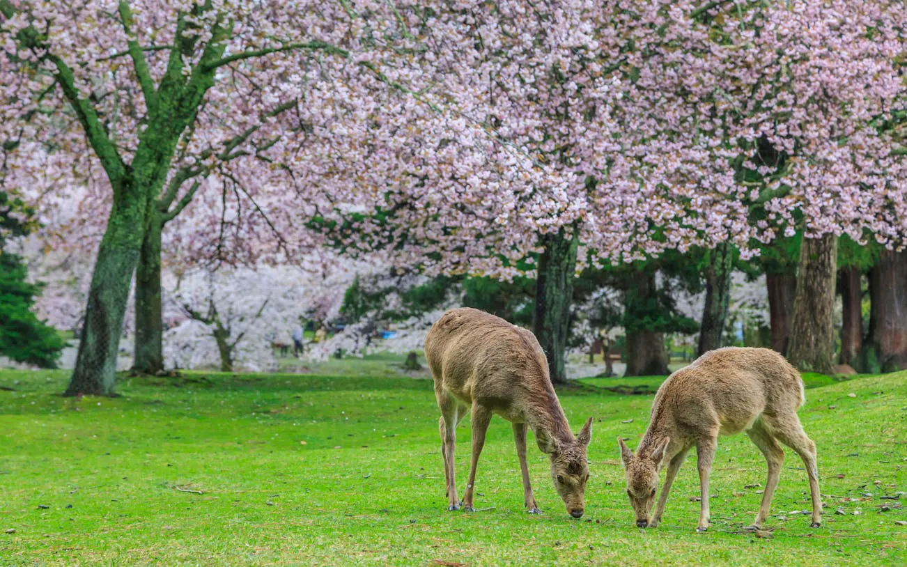 Kyoto and Nara Heritage Day Tour with Expert Local Guide