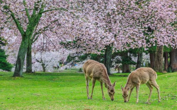 Kyoto and Nara Heritage Day Tour with Expert Local Guide