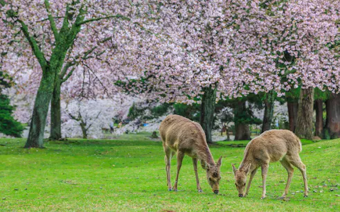 Deer grazing under cherry blossoms in Nara Park, Japan.