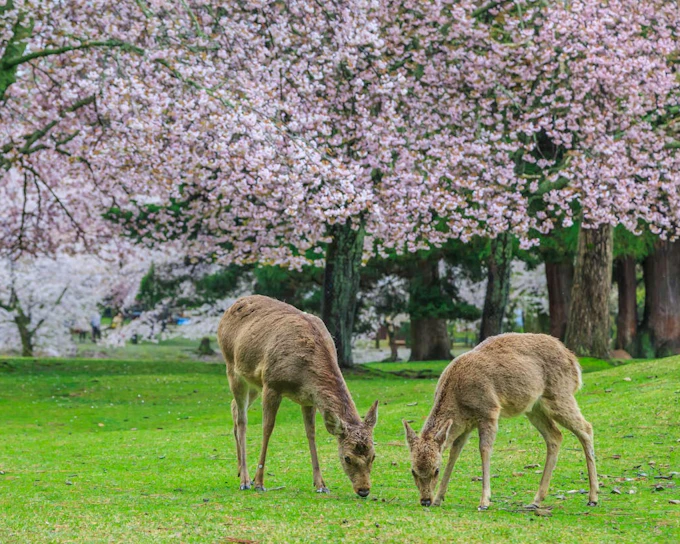 Kyoto and Nara Heritage Day Tour with Expert Local Guide