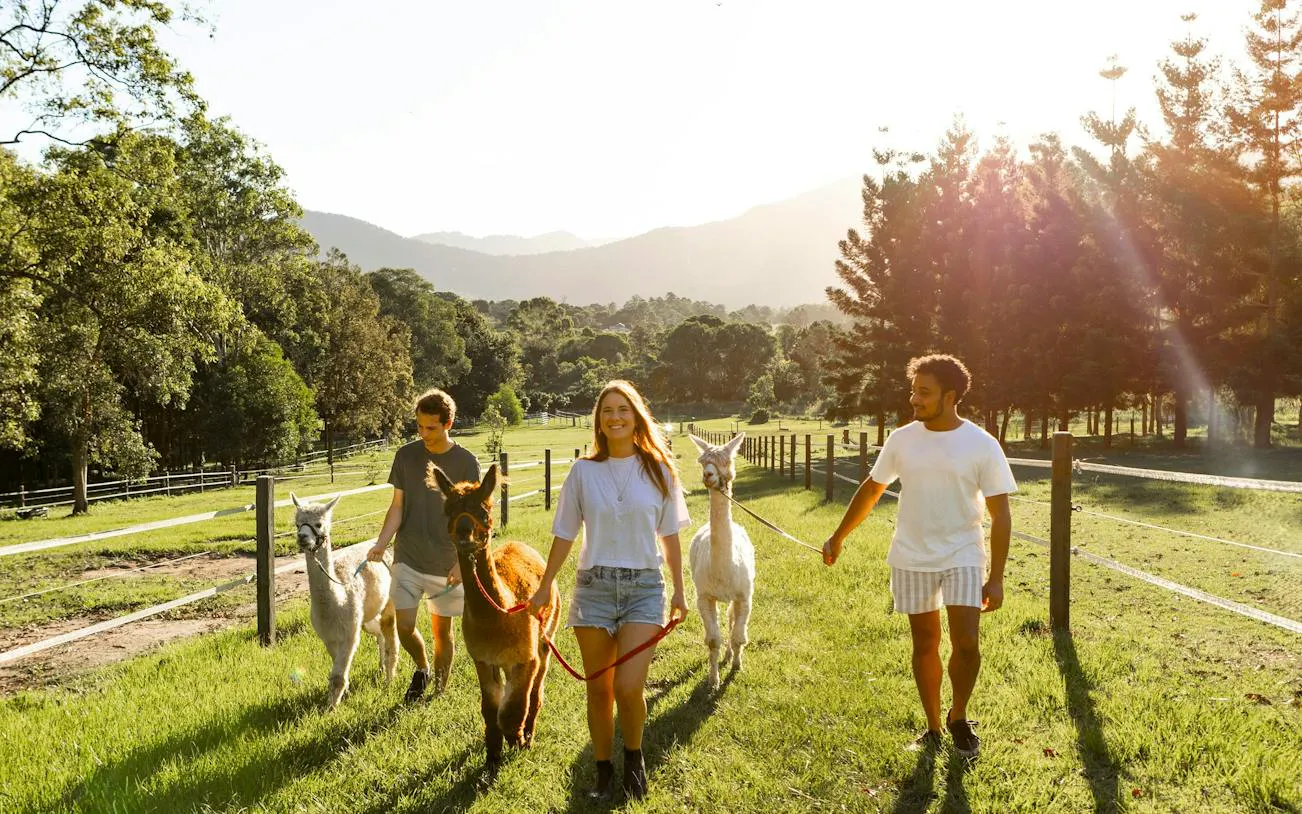 People walking with alpacas on a sunny farm during the 1hr Premium Animal Tour, Brisbane.