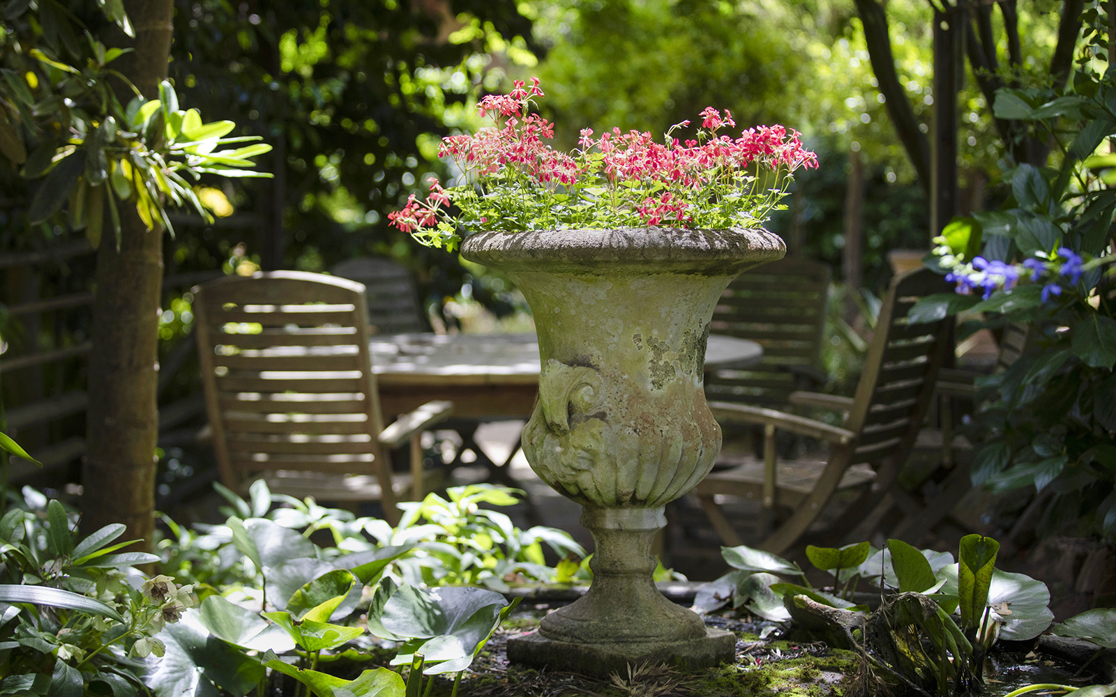 Stone urn with pink flowers at Aschombe Maze & Lavender Gardens, surrounded by greenery and wooden chairs.