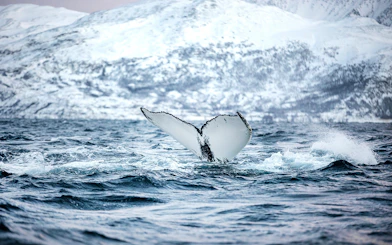 Whale tail emerging from icy waters near Tromso with snowy mountains in the background.