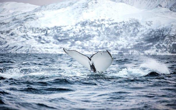 Whale tail emerging from icy waters near Tromso with snowy mountains in the background.
