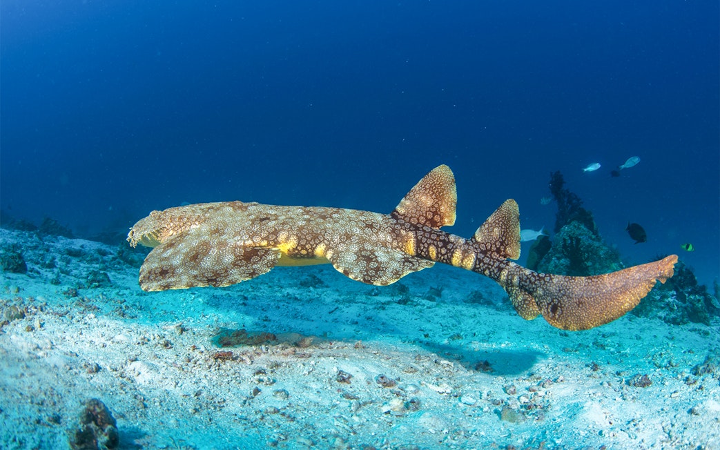 Wobbegong shark swimming close to ocean floor in clear blue water.