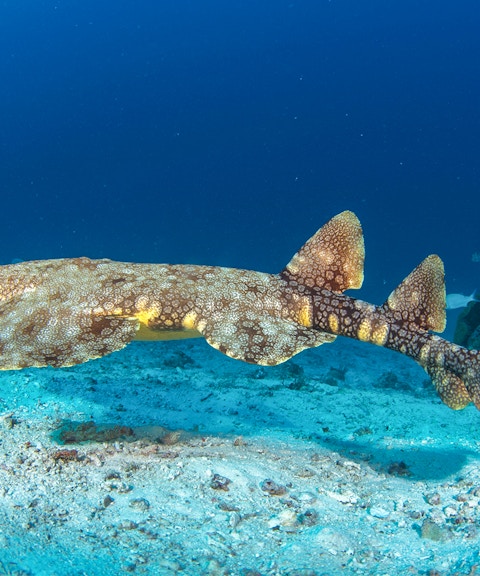 Wobbegong shark swimming close to ocean floor in clear blue water.