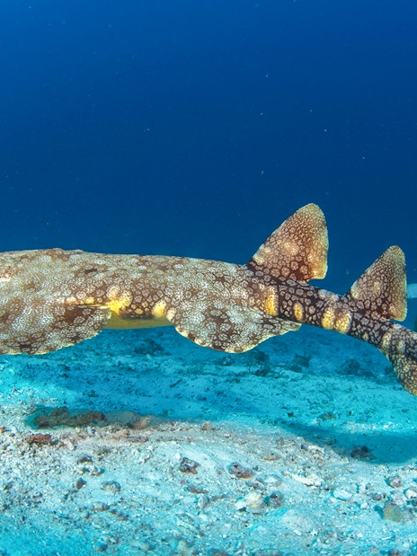Wobbegong shark swimming close to ocean floor in clear blue water.