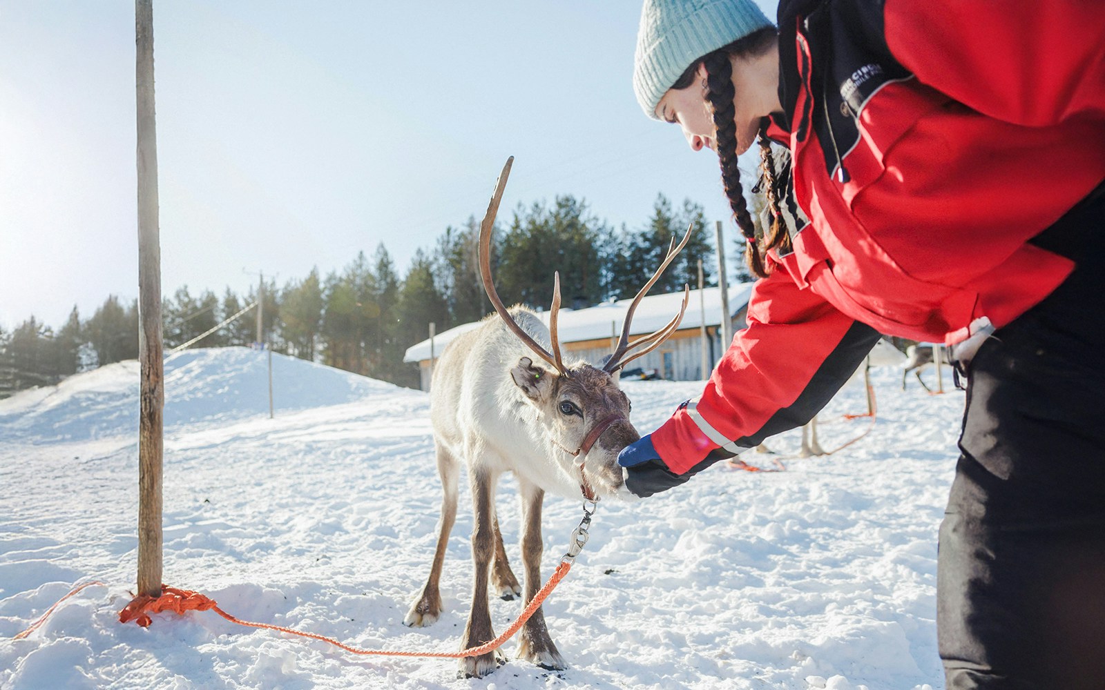 Reindeer being fed by a person at a snowy farm in Rovaniemi.