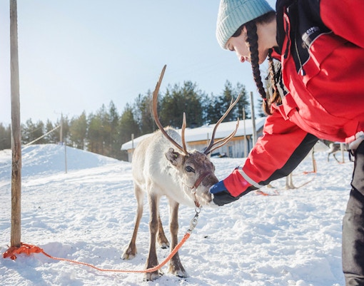 Reindeer being fed by a person at a snowy farm in Rovaniemi.