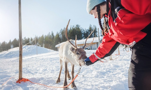 Reindeer being fed by a person at a snowy farm in Rovaniemi.