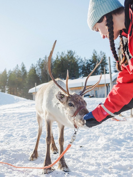 Reindeer being fed by a person at a snowy farm in Rovaniemi.