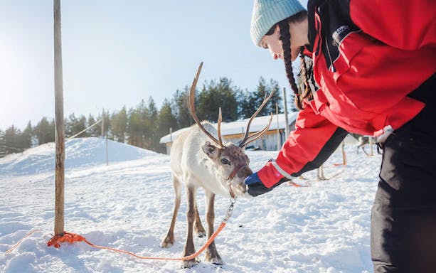 Reindeer being fed by a person at a snowy farm in Rovaniemi.