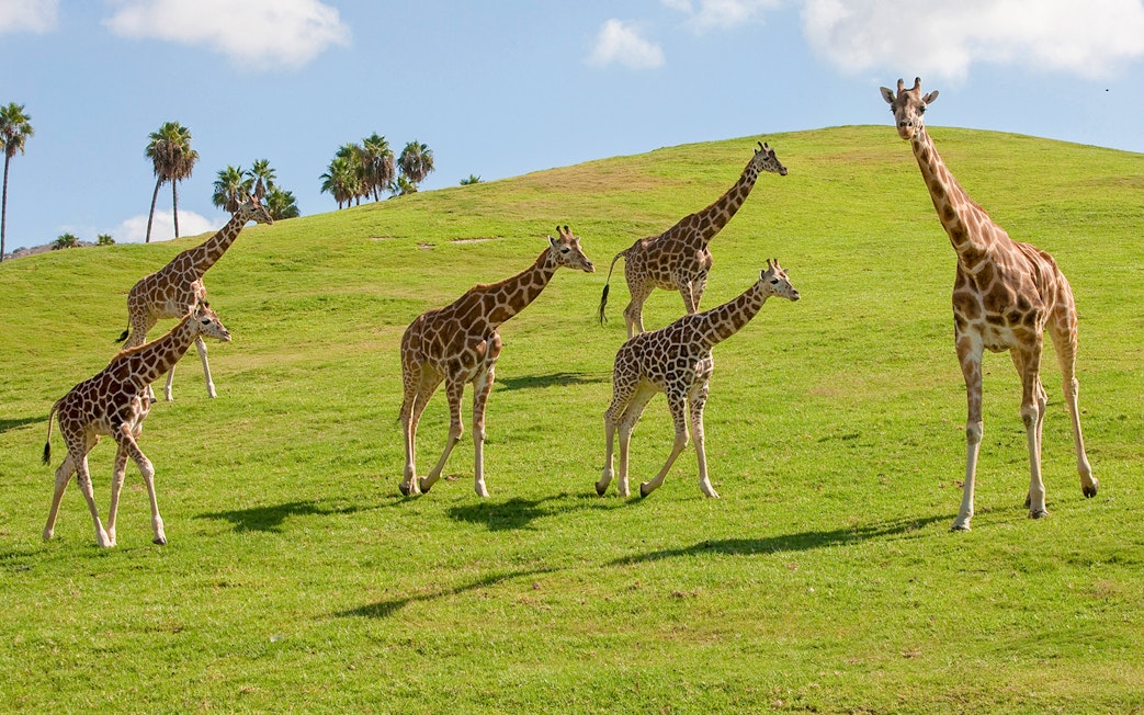 Giraffes roaming grassy hills at San Diego Zoo Safari Park.