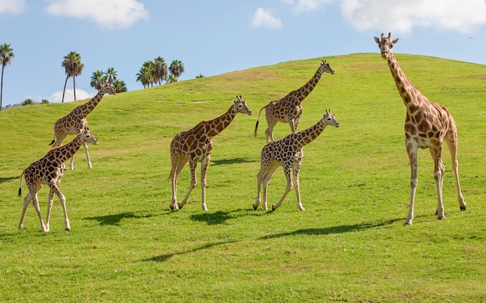 Giraffes roaming grassy hills at San Diego Zoo Safari Park.