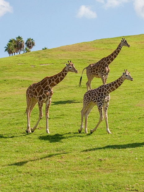 Giraffes roaming grassy hills at San Diego Zoo Safari Park.
