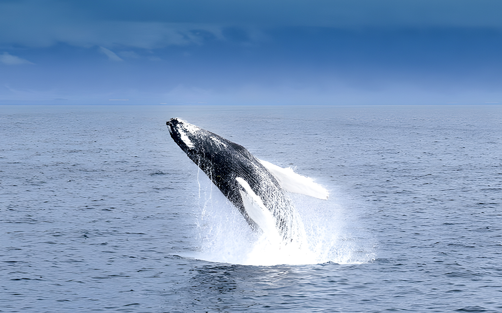 Whale breaching during Akureyri Whale Watching Tour in Iceland.