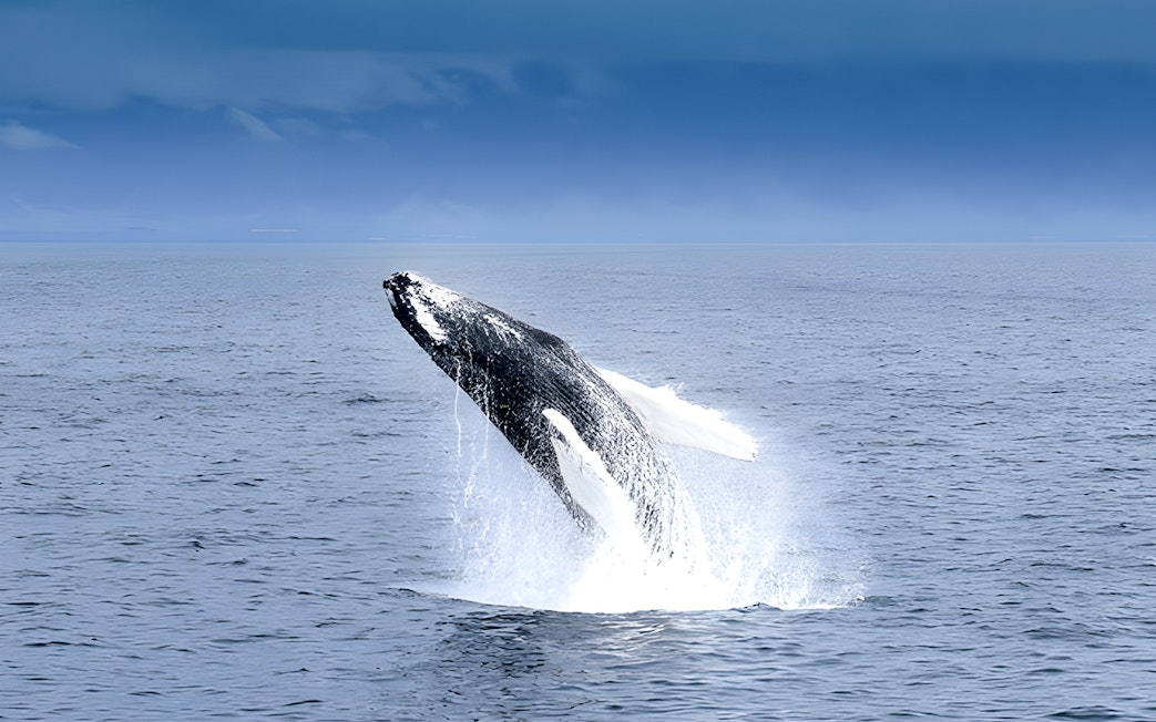 Whale breaching during Akureyri Whale Watching Tour in Iceland.