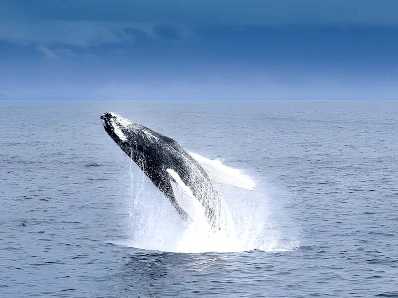From Akureyri Whale Watching Tours - Reykjavík