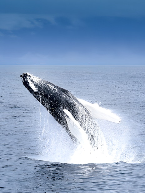 Whale breaching during Akureyri Whale Watching Tour in Iceland.