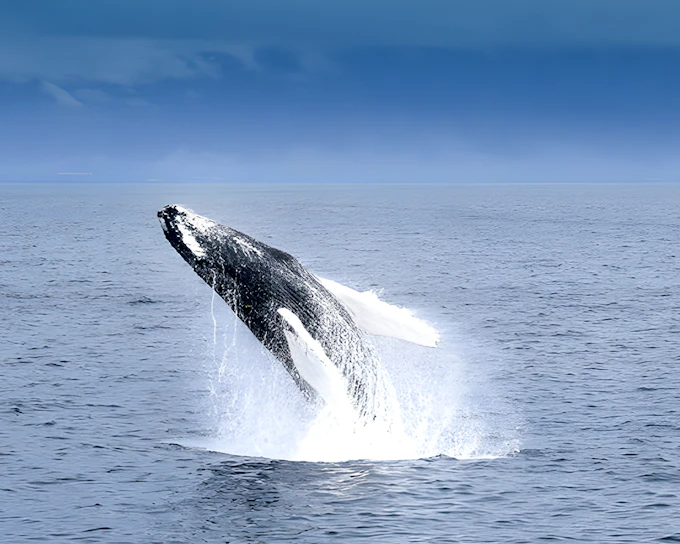 Akureyri: Whale Watching Boat Tour