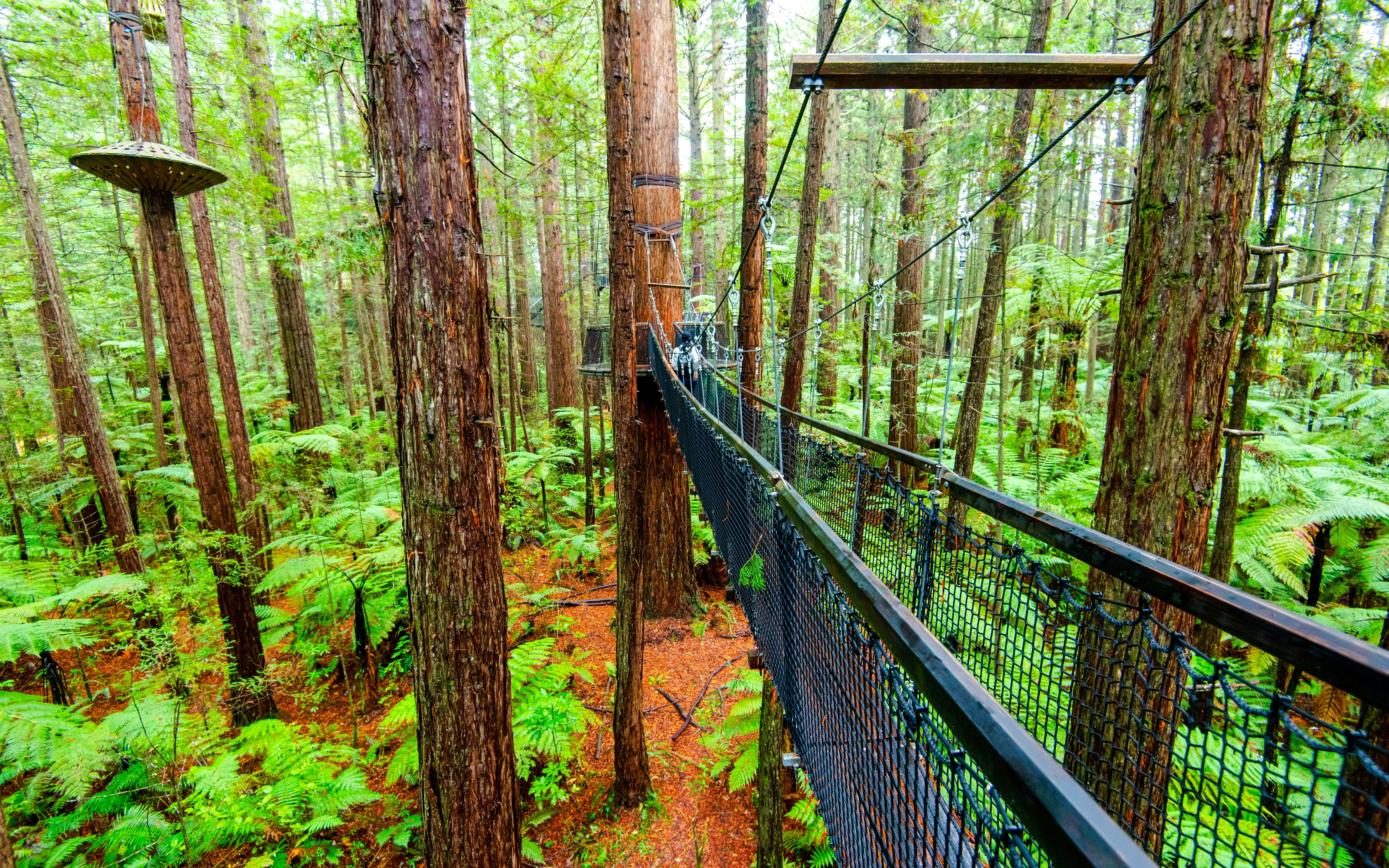 Canopy walkway among tall redwoods at Redwoods Treewalk, Rotorua, New Zealand.