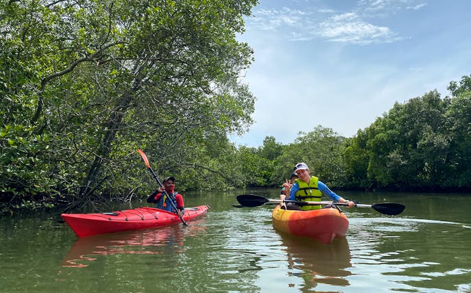 Kayakers paddling through mangroves at Pulau Ubin, Singapore.